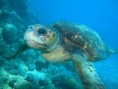/album/photogallery/close-up-of-a-turtle-jpg/